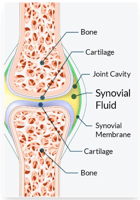 Diagram showing the Synovial Fluid—the "joint jelly"—cushioning the Cartilage between two Bones, highlighting the lubrication target of supplements like Joint Genesis.