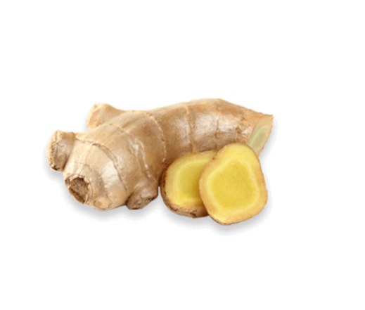 Ginger root extract used in joint genesis