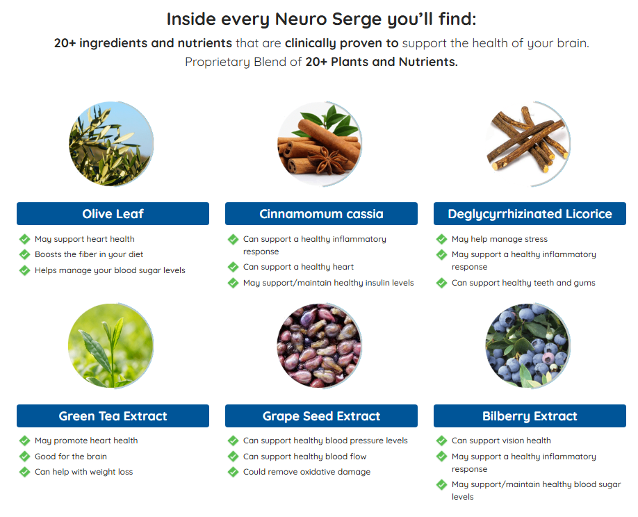 Infographic for NeuroSerge showing ingredients like Olive Leaf, Cinnamomum cassia, Deglycyrrhizinated Licorice, Green Tea, Grape Seed, and Bilberry Extract with their respective brain and heart health benefits.