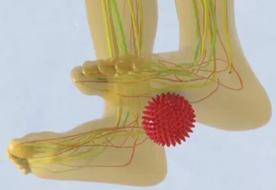 A semi-transparent rendering of a human foot showing the internal nervous system, highlighted with green and yellow nerve pathways. The red spike ball is positioned directly under the arch of the foot. It illustrates how the spike ball targets and stimulates the deep peroneal nerve.